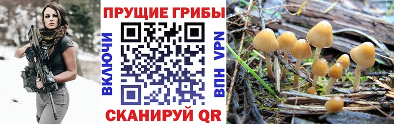 KRAKEN вход  Невель  Псилоцибиновые грибы Cubensis 